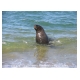 158_Fur Seal.jpg